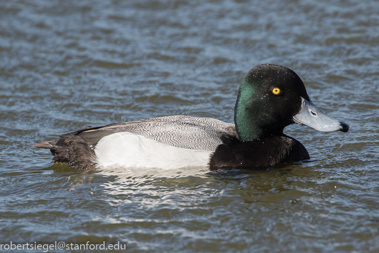 palo alto baylands